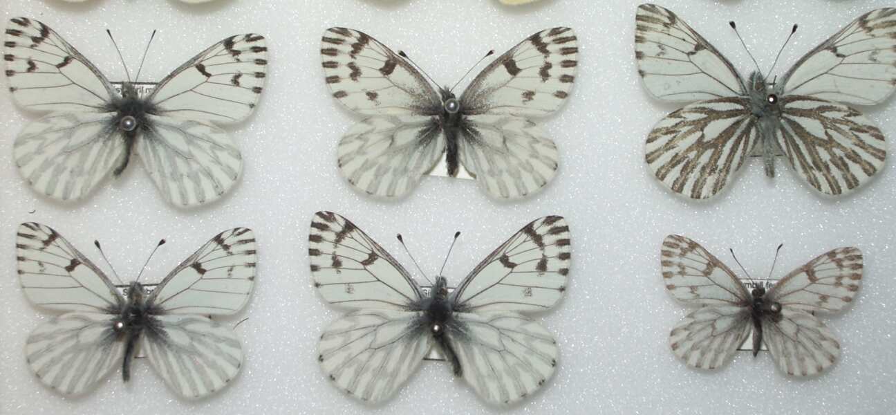 Pieris sysimbrii (Spring White) Life Cycle image JCMDI.COM 