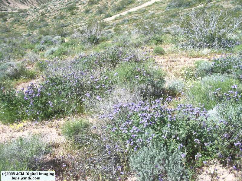 Jawbone, Rock Corral, Granite Mts., March 20 2005