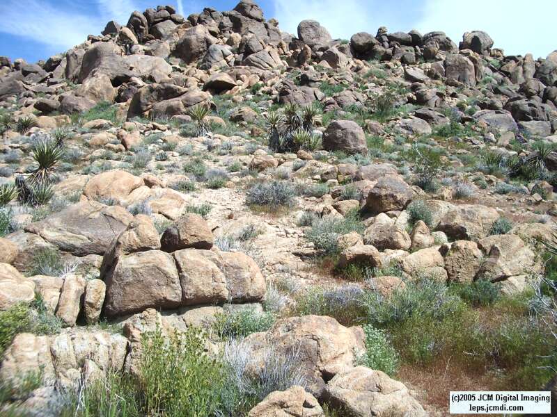 Jawbone, Rock Corral, Granite Mts., March 20 2005