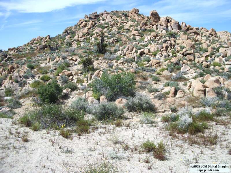 Jawbone, Rock Corral, Granite Mts., March 20 2005