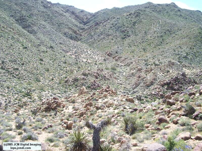 Jawbone, Rock Corral, Granite Mts., March 20 2005