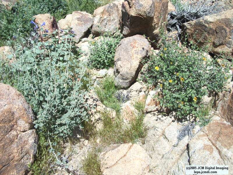 Jawbone, Rock Corral, Granite Mts., March 20 2005
