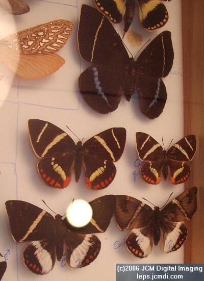 Los Angeles Natural History Museum insect fair 2006