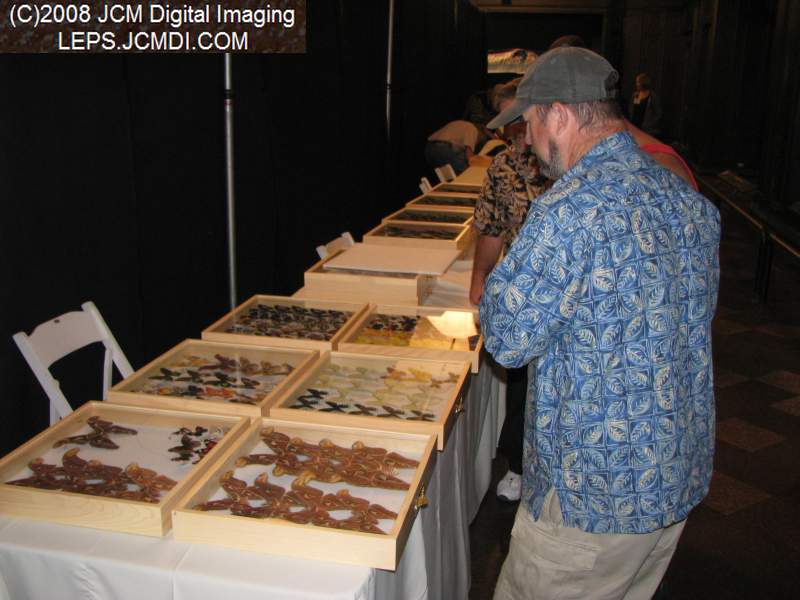 Los Angeles Natural History Museum insect fair 2008