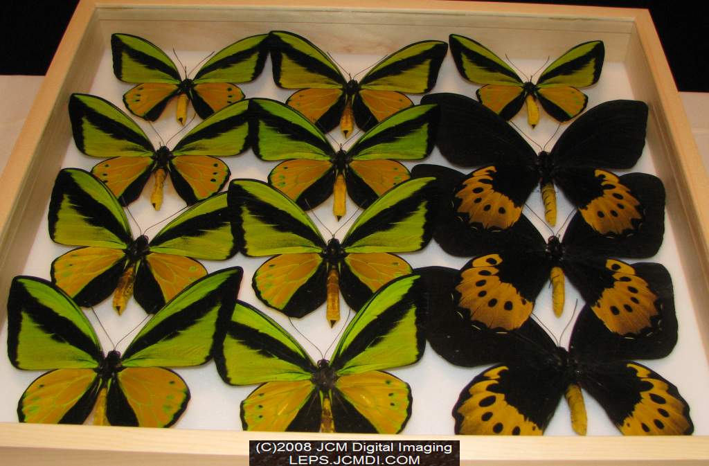 Los Angeles Natural History Museum insect fair 2008
