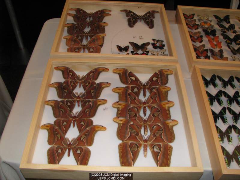 Los Angeles Natural History Museum insect fair 2008
