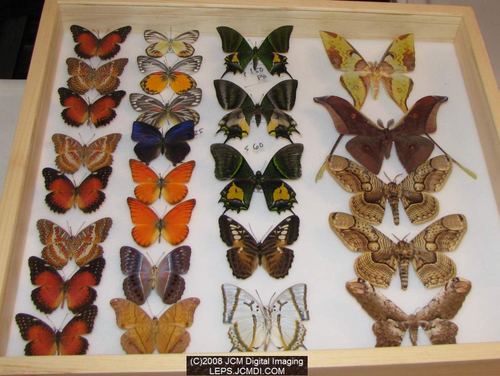 Los Angeles Natural History Museum insect fair 2008
