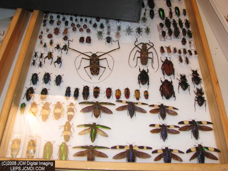 Los Angeles Natural History Museum insect fair 2008