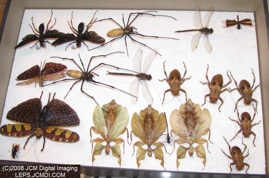 Los Angeles Natural History Museum insect fair 2008