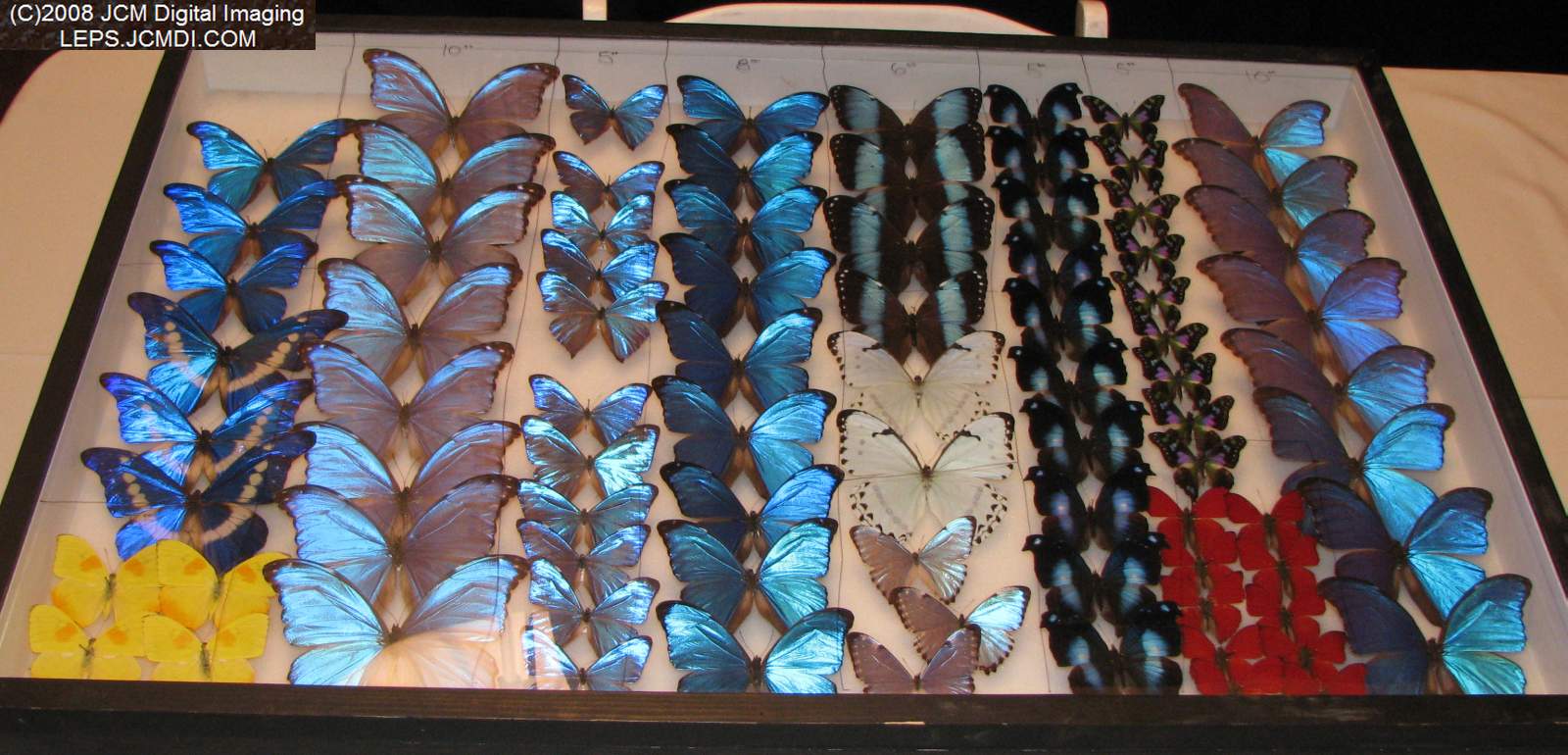 Los Angeles Natural History Museum insect fair 2008