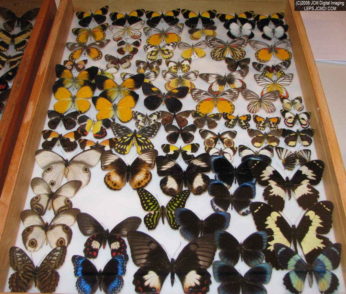 Los Angeles Natural History Museum insect fair 2008