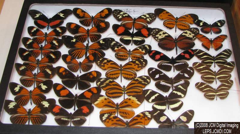 Los Angeles Natural History Museum insect fair 2008