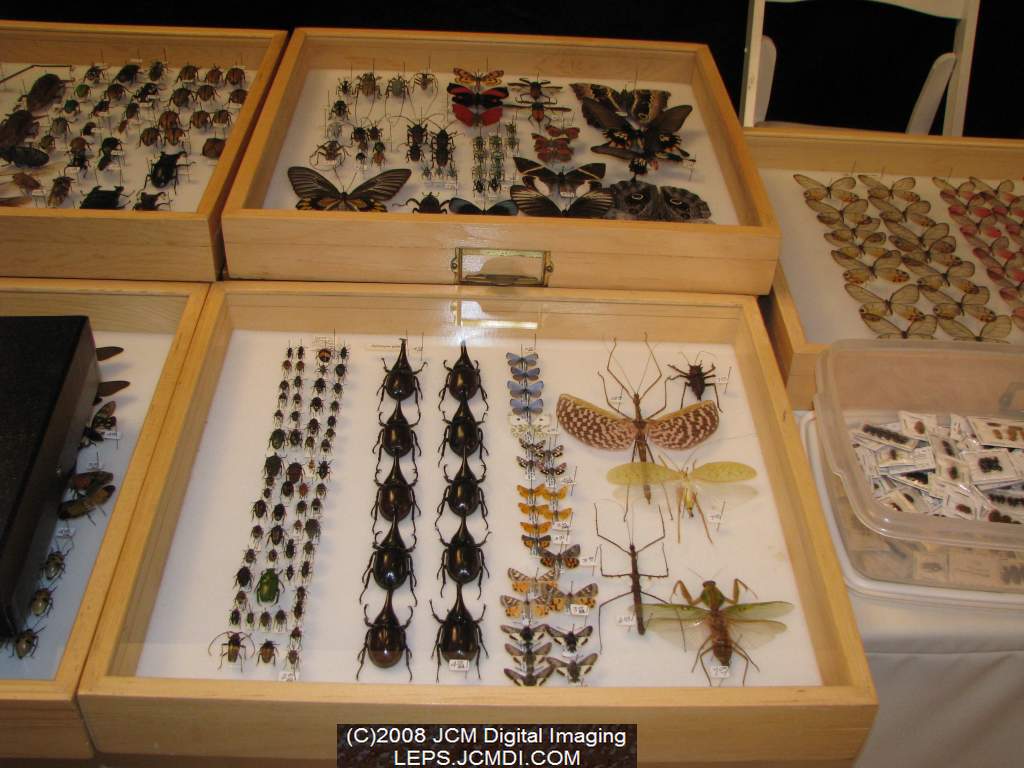 Los Angeles Natural History Museum insect fair 2008