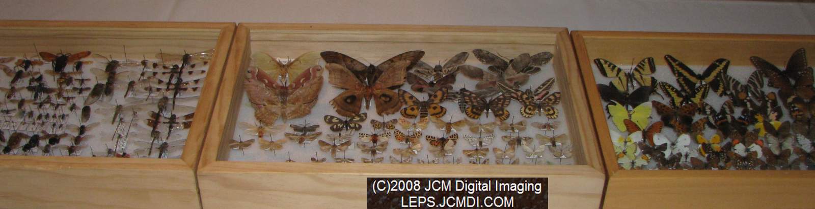 Los Angeles Natural History Museum insect fair 2008