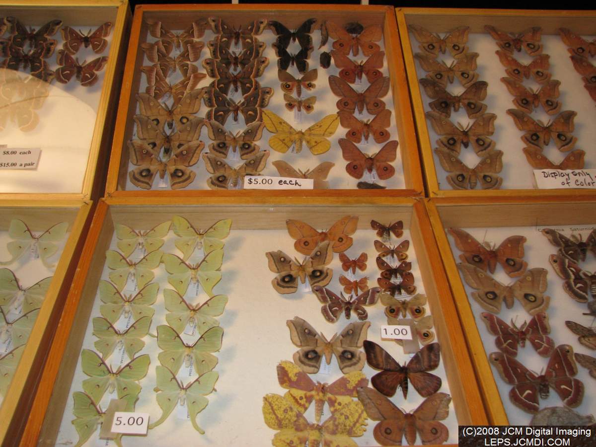 Los Angeles Natural History Museum insect fair 2008