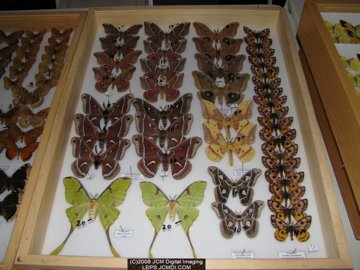 Los Angeles Natural History Museum insect fair 2008