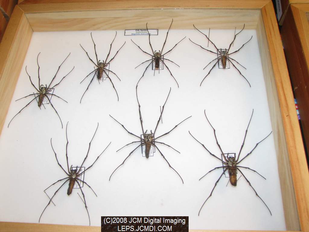 Los Angeles Natural History Museum insect fair 2008