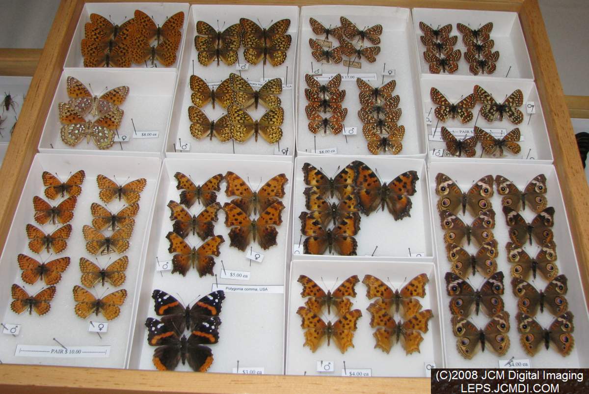 Los Angeles Natural History Museum insect fair 2008