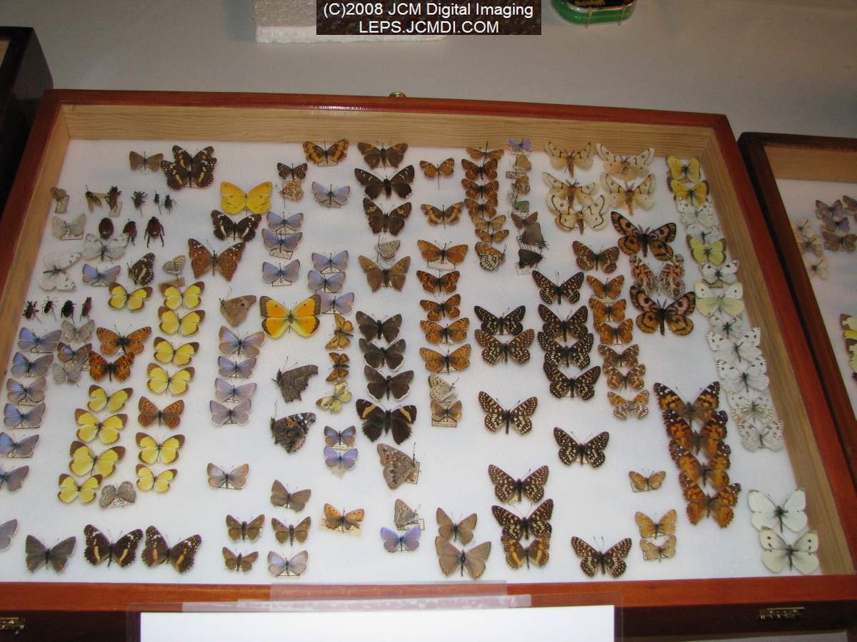 Los Angeles Natural History Museum insect fair 2008