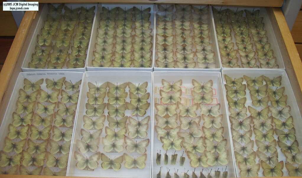 Colias Behri (Los Angeles Natural History Museum collection)