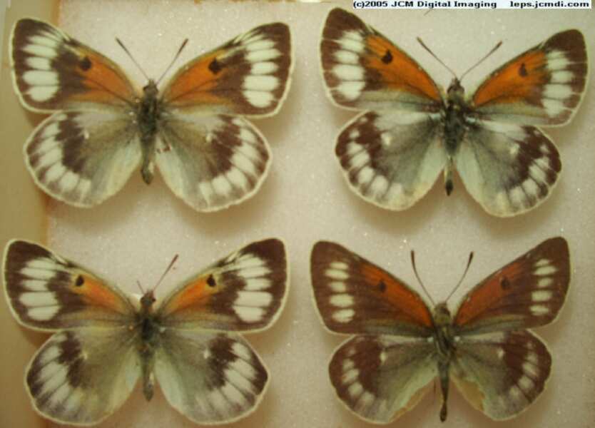Colias Species (Los Angeles Natural History Museum collection)