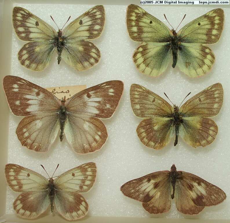 Colias Species (Los Angeles Natural History Museum collection)