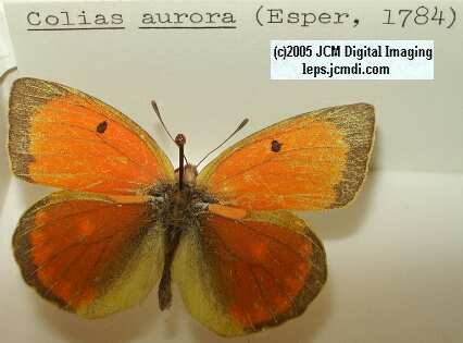 Colias Species (Los Angeles Natural History Museum collection)