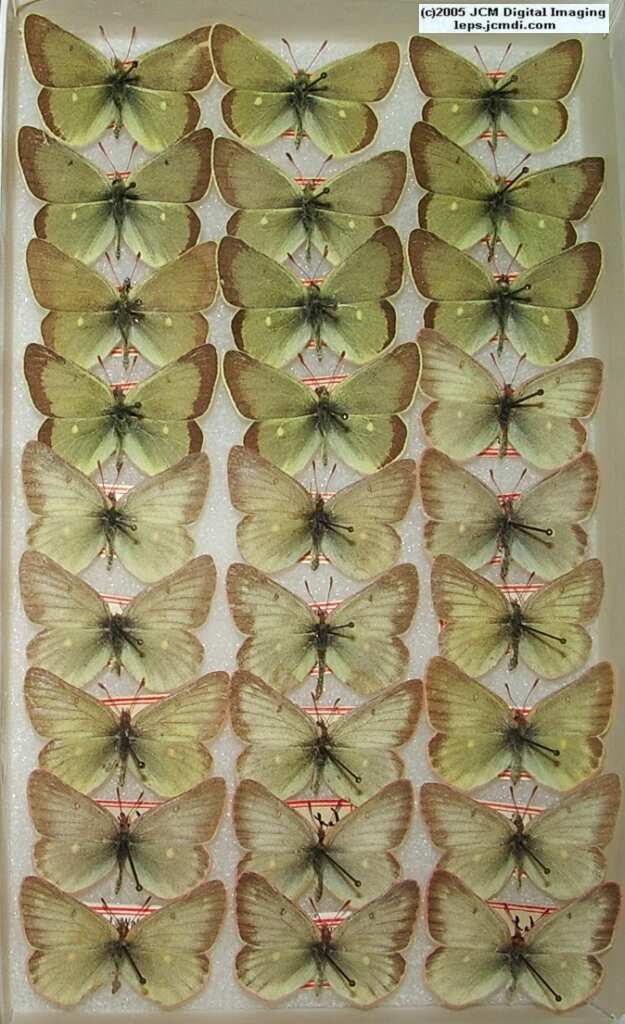 Colias Behri (Los Angeles Natural History Museum collection)