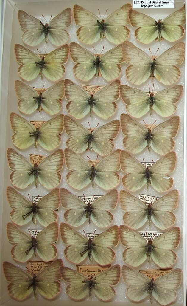Colias Behri (Los Angeles Natural History Museum collection)