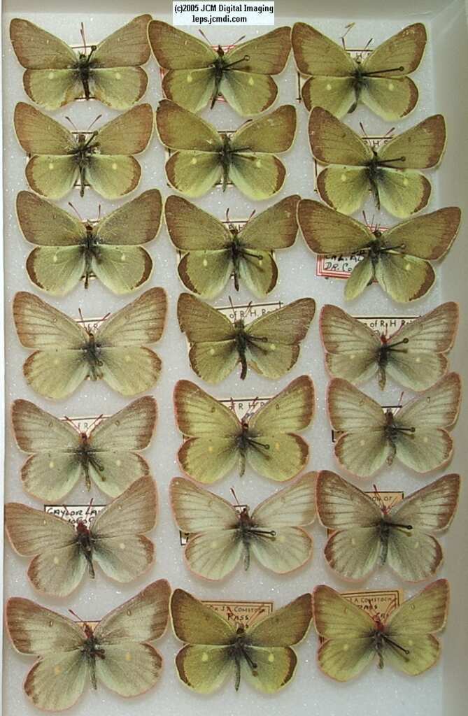 Colias Behri (Los Angeles Natural History Museum collection)