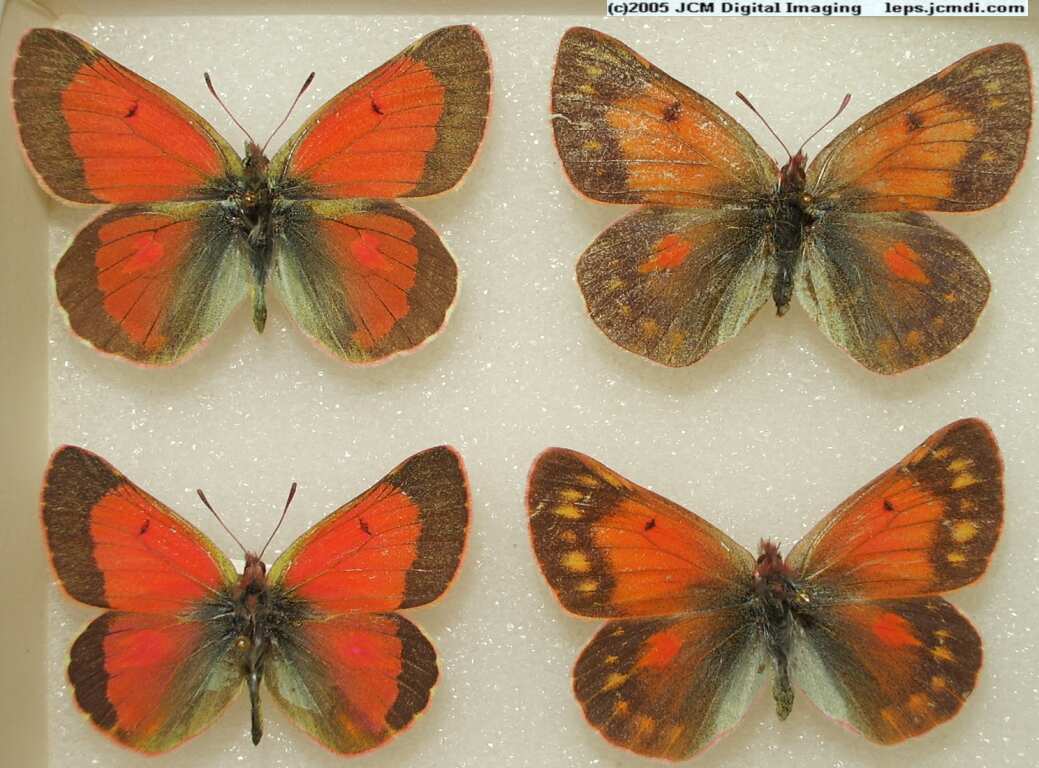 Colias Species (Los Angeles Natural History Museum collection)