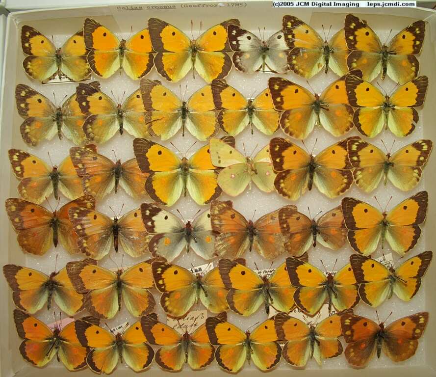 Colias Croceus (Los Angeles Natural History Museum collection)