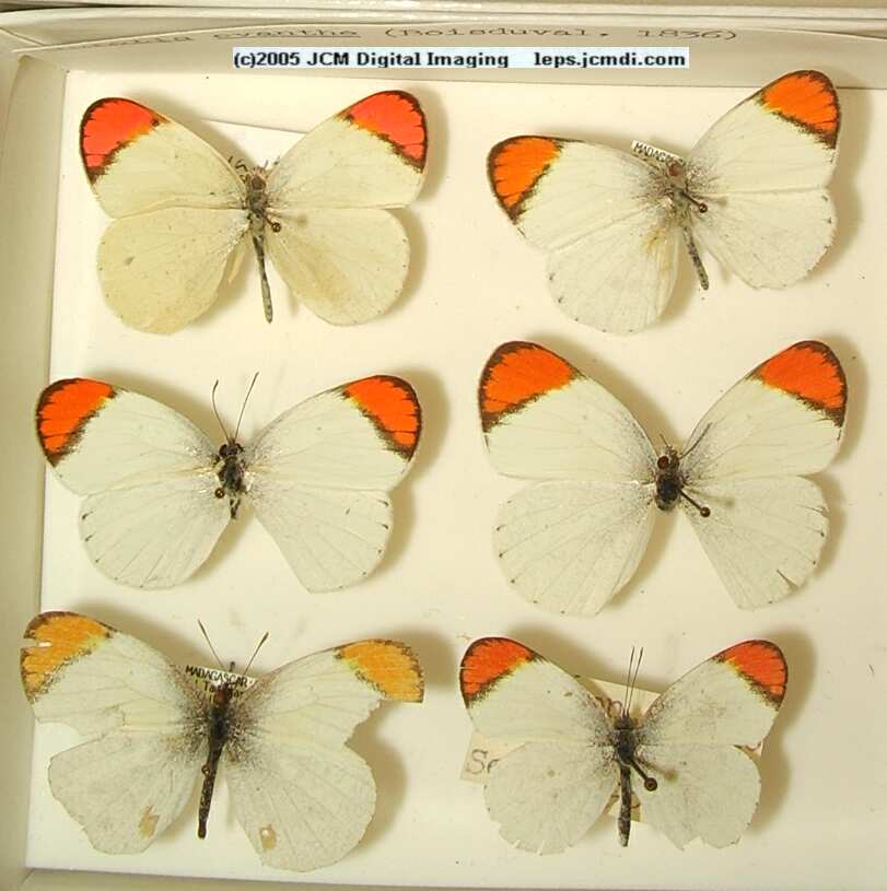 Colotis species (Los Angeles Natural History Museum collection)