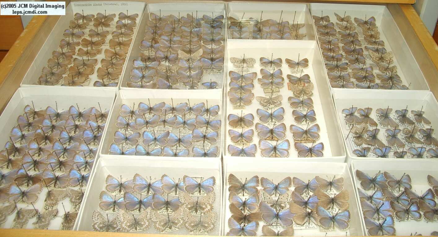 Various Lyceanids (Los Angeles Natural History Museum collection)