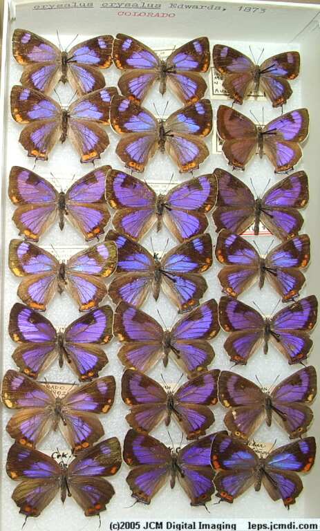Colorado Hairstreak (Los Angeles Natural History Museum collection)