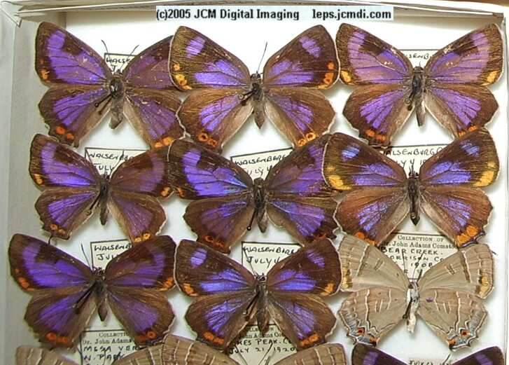 Colorado Hairstreak (Los Angeles Natural History Museum collection)