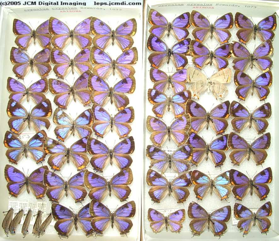 Colorado Hairstreak (Los Angeles Natural History Museum collection)