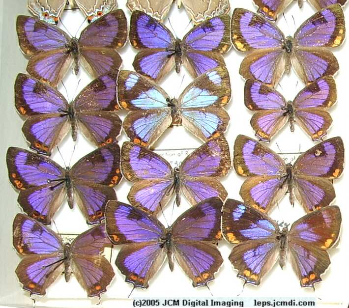Colorado Hairstreak (Los Angeles Natural History Museum collection)