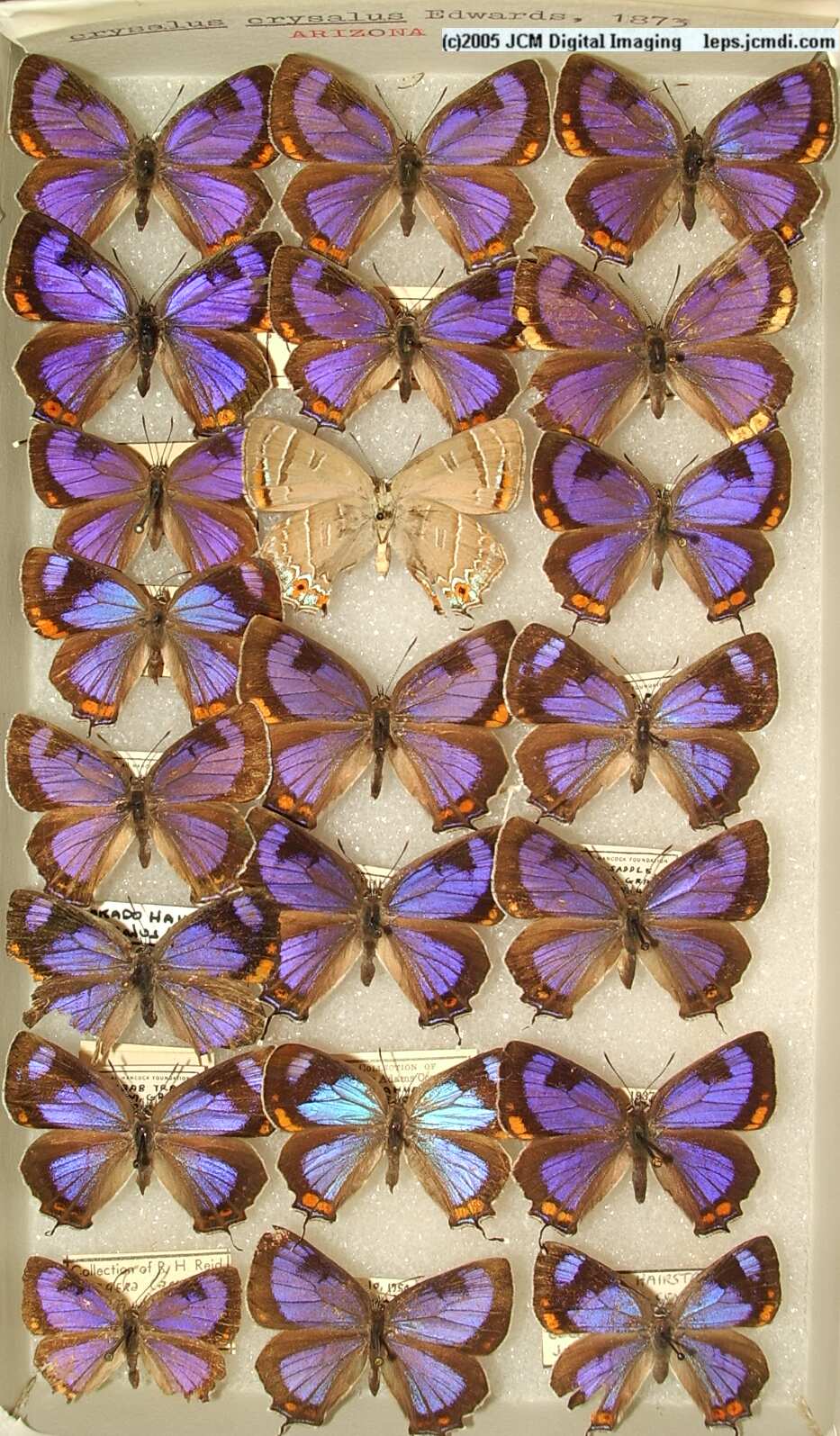 Colorado Hairstreak (Los Angeles Natural History Museum collection)