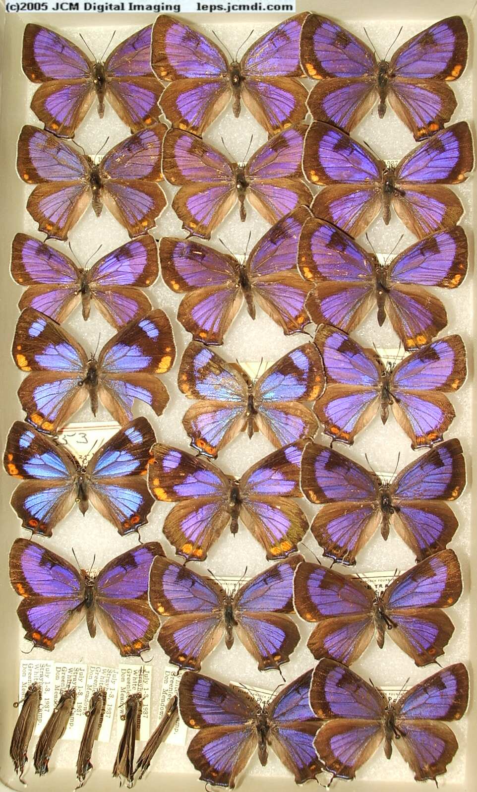 Colorado Hairstreak (Los Angeles Natural History Museum collection)