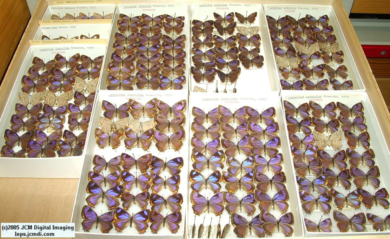 Colorado Hairstreak (Los Angeles Natural History Museum collection)