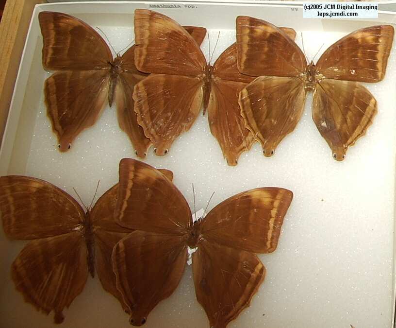 Amathusinae (Los Angeles Natural History Museum collection)