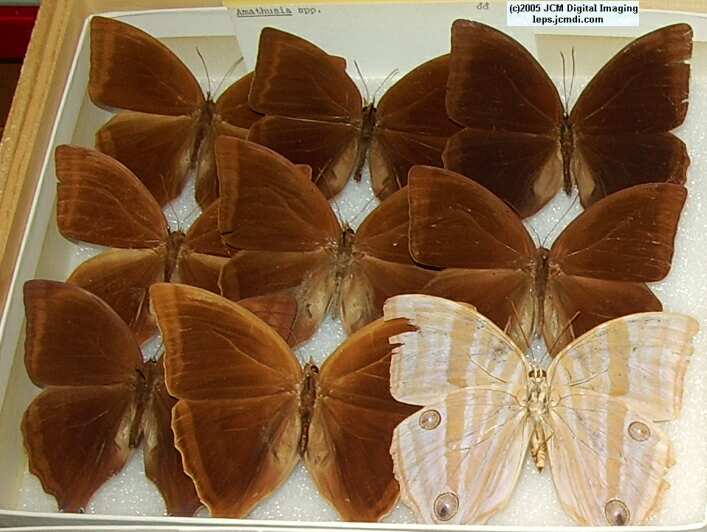 Amathusinae (Los Angeles Natural History Museum collection)