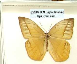 Amathusinae (Los Angeles Natural History Museum collection)