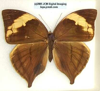Amathusinae (Los Angeles Natural History Museum collection)