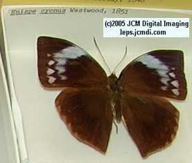 Amathusinae (Los Angeles Natural History Museum collection)