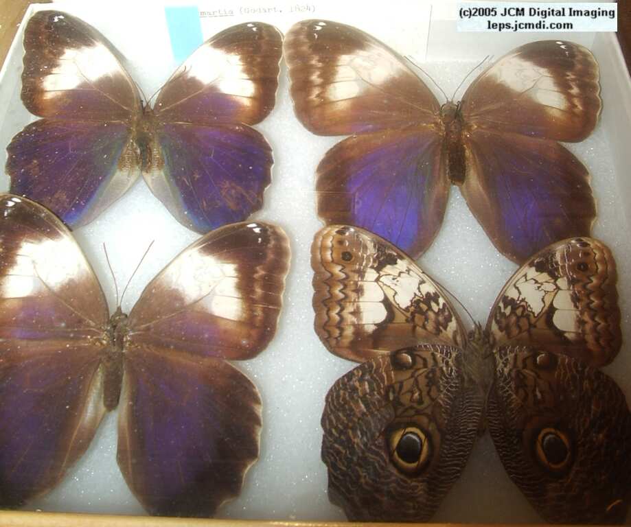 Brassolinae (Los Angeles Natural History Museum collection)