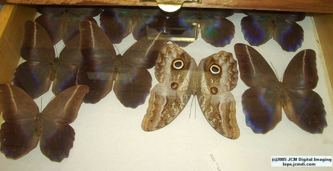 Brassolinae (Los Angeles Natural History Museum collection)