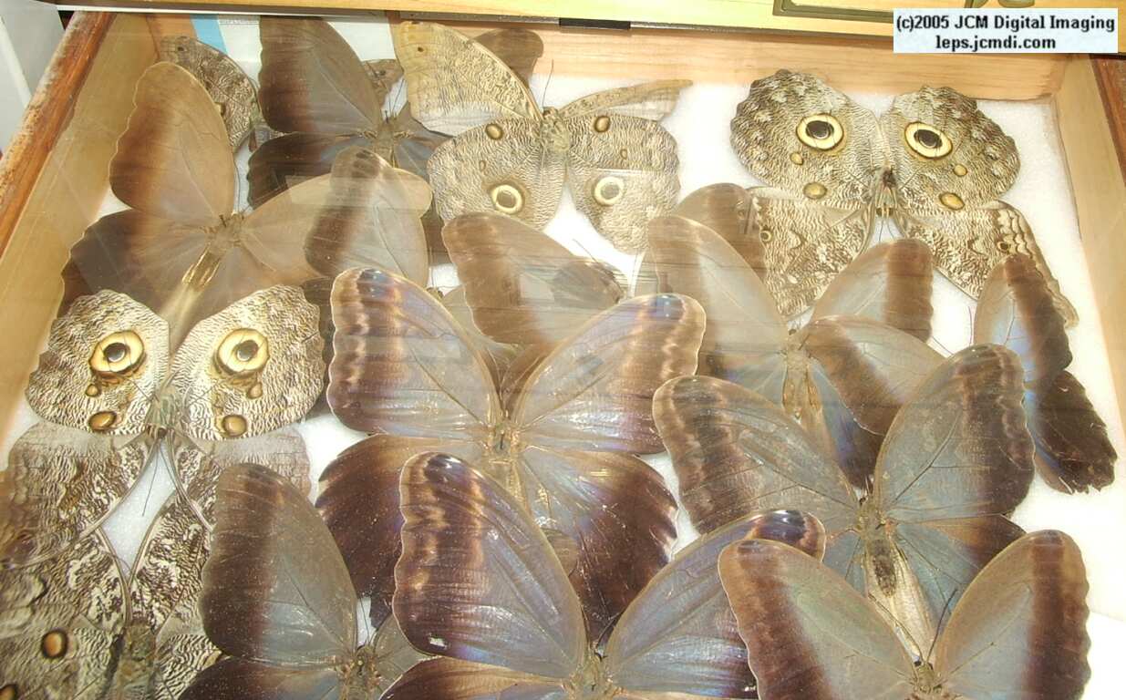 Brassolinae (Los Angeles Natural History Museum collection)