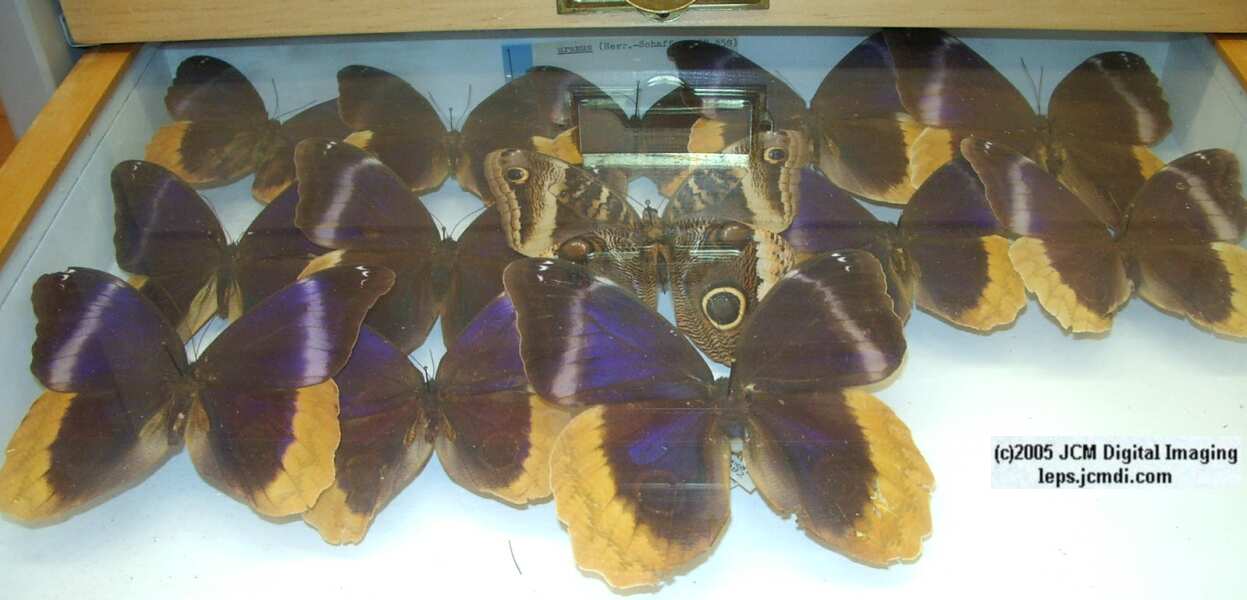 Brassolinae (Los Angeles Natural History Museum collection)